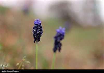 Весенняя природа Ирана - Зенджан
