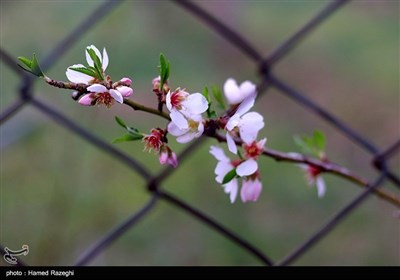 Весенняя природа Ирана - Зенджан