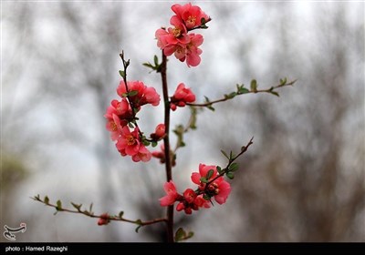 Весенняя природа Ирана - Зенджан