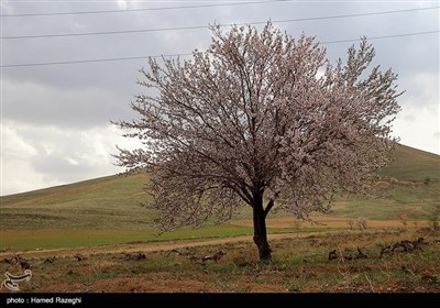Весенняя природа Ирана - Зенджан