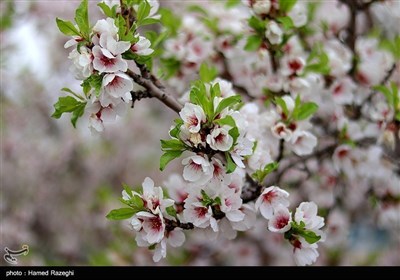Весенняя природа Ирана - Зенджан