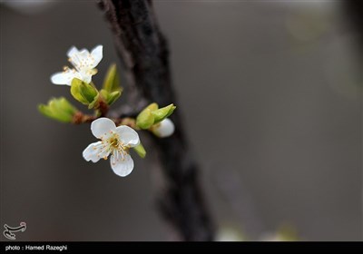 Весенняя природа Ирана - Зенджан