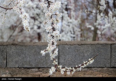 Весенняя природа Ирана - Зенджан