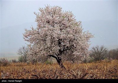 Весенняя природа Ирана - Зенджан