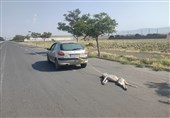 زنگ خطر خشونت؛ وقتی حیوان‌آزاری نشانه اختلال روان انسان‌هاست