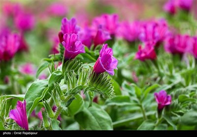 برداشت گل گاو زبان در گیلان