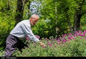 برداشت گل گاو زبان در گیلان