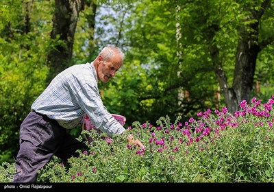 برداشت گل گاو زبان در منطقه اشکور گیلان- عکس خبری تسنیم