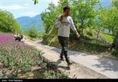 برداشت گل گاو زبان در منطقه اشکور گیلان