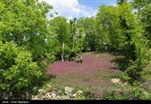 برداشت گل گاو زبان در منطقه اشکور گیلان