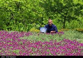 برداشت گل گاو زبان در منطقه اشکور گیلان