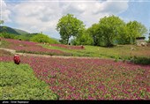 برداشت گل گاو زبان در منطقه اشکور گیلان