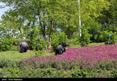 برداشت گل گاو زبان در منطقه اشکور گیلان