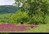 برداشت گل گاو زبان در منطقه اشکور گیلان