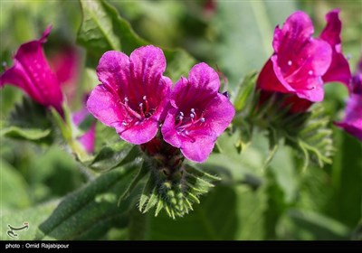 برداشت گل گاو زبان در گیلان