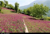 برداشت گل گاو زبان در منطقه اشکور گیلان