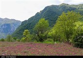 برداشت گل گاو زبان در منطقه اشکور گیلان