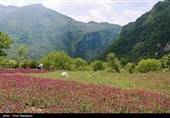 برداشت گل گاو زبان در منطقه اشکور گیلان