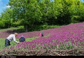 برداشت گل گاو زبان در منطقه اشکور گیلان