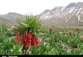 حمله جماعتی بیفرهنگ به دشت لالههای واژگون/غارت گل ملی+فیلم