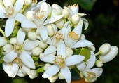 عطر بهار نارنج، پژواک شور زندگی در مازندران