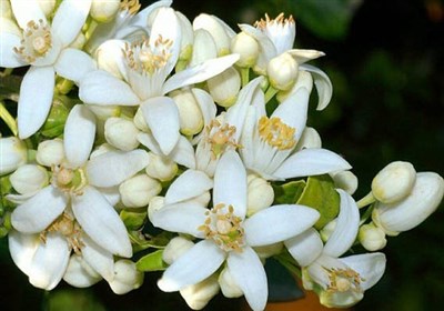 بهار،نارنج،برداشت،گيلان،عطر،كشاورزان،محلي،محصولات،روستايي،مح ...