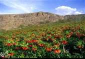 سفر به سرزمین لالههای واژگون/ روایت سرخ دشتهای لرستان