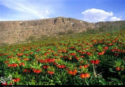 سفر به سرزمین لالههای واژگون/ روایت سرخ دشتهای لرستان