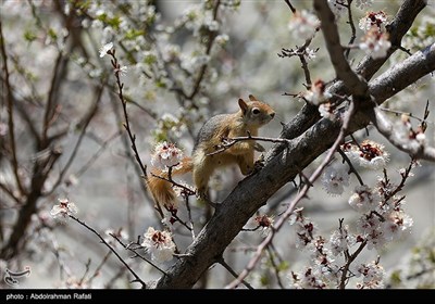 سنجابهای دره عباس آباد همدان