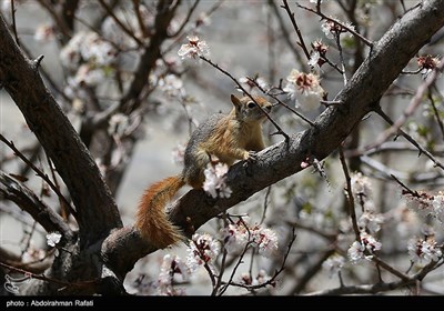 سنجابهای دره عباس آباد همدان