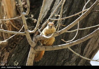 سنجابهای دره عباس آباد همدان