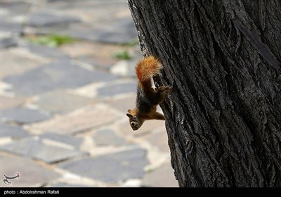 سنجابهای دره عباس آباد همدان
