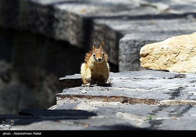 سنجابهای دره عباس آباد همدان