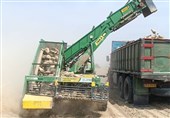 برداشت چغندر قند در 380 هکتار اراضی استان بوشهر