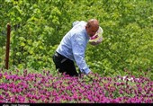 برداشت گل گاو زبان در اشکورات گیلان