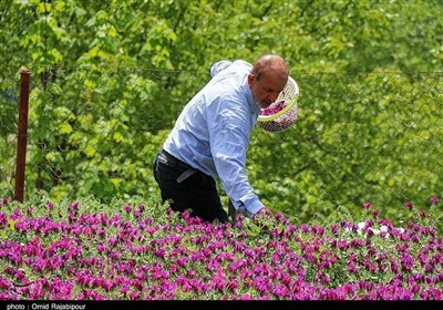برداشت گل گاو زبان در اشکورات گیلان