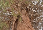 ثبت ملی درخت سرو کهنسال نصرتآباد شاهدیه یزد