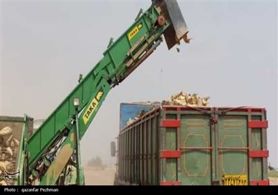 کشت و برداشت محصول چغندر قند برای نخستین‌بار در استان بوشهر 