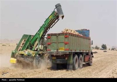 کشت و برداشت محصول چغندر قند برای نخستین‌بار در استان بوشهر 