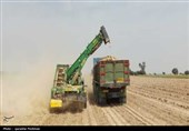 کشت و برداشت محصول چغندر قند برای نخستینبار در استان بوشهر