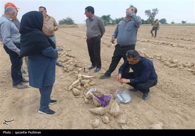 کشت و برداشت محصول چغندر قند برای نخستین‌بار در استان بوشهر