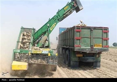 کشت و برداشت محصول چغندر قند برای نخستین‌بار در استان بوشهر