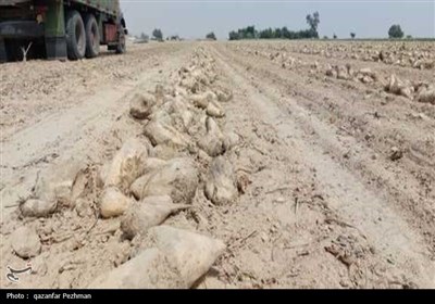 کشت و برداشت محصول چغندر قند برای نخستین‌بار در استان بوشهر