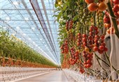 برداشت نخستین سردرختی گلخانهای در مشگینشهر