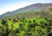 ریههای تنفسی غرب ایران از نفس افتاد/بحران در جنگلهای زاگرس
