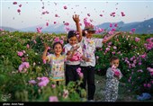 برداشت گل محمدی از باغات میمند فارس
