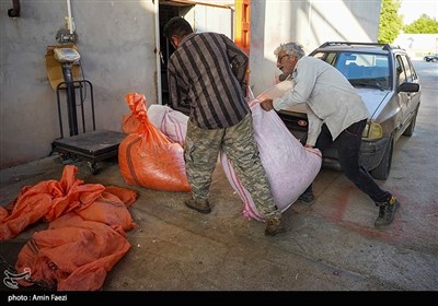 برداشت گل محمدی از باغات میمند فارس