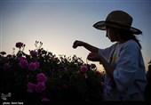 برداشت گل محمدی از باغات میمند فارس