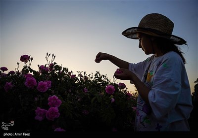 برداشت گل محمدی از باغات میمند فارس