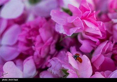 برداشت گل محمدی از باغات میمند فارس